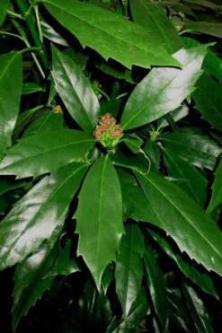 Sawtoothed Aucuba Serratifolia - 1 Gallon Pot 5 Sawtoothed Aucuba Serratifolia - 1 Gallon Pot -Garden Plants shop Aucuba Sawthooth 1