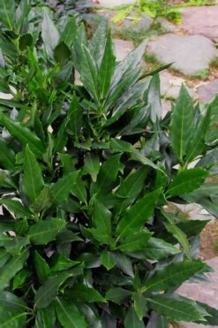 Sawtoothed Aucuba Serratifolia - 1 Gallon Pot 3 Sawtoothed Aucuba Serratifolia - 1 Gallon Pot -Garden Plants shop Aucuba Serratifolia Sawtooth 500x750 2