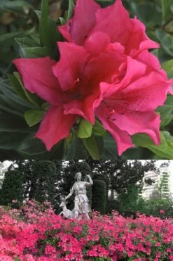 Brilliant Southern Indica Azalea - 1 Gallon Pot -Garden Plants shop Azalea Brilliant 500x700 1