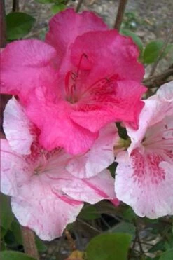 Conversation Piece Azalea - 1 Gallon Pot -Garden Plants shop Azalea Conversation Piece 10