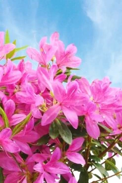 Pink Ribbons Deja Bloom Azalea - 1 Gallon Pot 3 Pink Ribbons Deja Bloom Azalea - 1 Gallon Pot -Garden Plants shop Azalea Deja Bloom Pink Ribbons 4