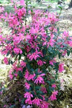 Pink Ribbons Deja Bloom Azalea - 1 Gallon Pot