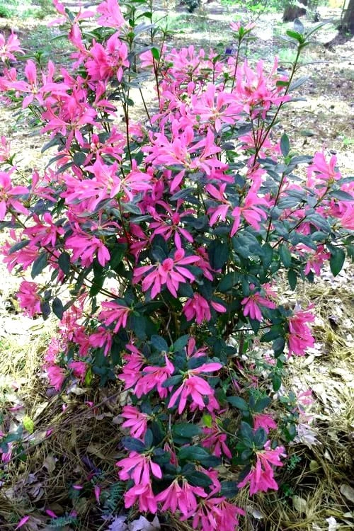 Pink Ribbons Deja Bloom Azalea - 1 Gallon Pot Pink Ribbons Deja Bloom Azalea - 1 Gallon Pot -Garden Plants shop Azalea Deja Bloom Pink Ribbons 7