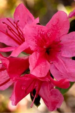 Autumn Cheer Encore Azalea - 1 Gallon Pot