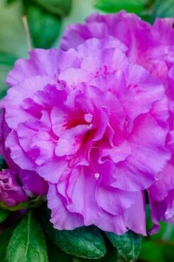 Autumn Majesty Encore Azalea - 6 Pack Of 1 Gallon Pots -Garden Plants shop Azalea Encore Autumn Majesty 12