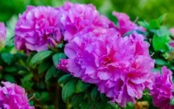 Autumn Majesty Encore Azalea - 6 Pack Of 1 Gallon Pots -Garden Plants shop Azalea Encore Autumn Majesty 13