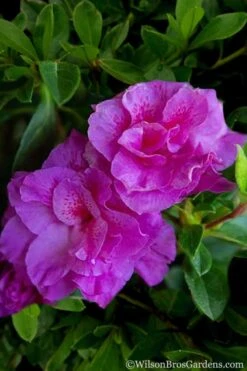 Autumn Majesty Encore Azalea - 6 Pack Of 1 Gallon Pots -Garden Plants shop Azalea Encore Autumn Majesty 5