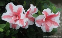 Autumn Starburst Encore Azalea - 6 Pack Of 1 Gallon Pots -Garden Plants shop Azalea Encore Autumn Starburst 2