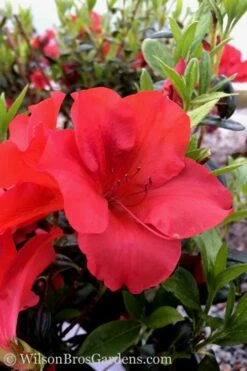 Fireside Red Bloom 'N Again Azalea - 2 Gallon Pot