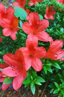 Flame Creeper Dwarf Spreading Azalea - 6 Pack Of 1 Gallon Pots -Garden Plants shop Azalea Flame Creeper 11