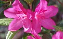 Judge Solomon Southern Indica Azalea - 1 Gallon Pot -Garden Plants shop Azalea Judge Solomon 50