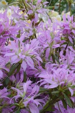 Koromo Shikibu Purple Spider Azalea - 6 Pack Of 1 Gallon Pots -Garden Plants shop Azalea Koromo Shikibu 2
