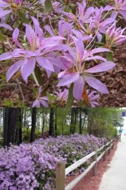 Koromo Shikibu Purple Spider Azalea - 6 Pack Of 1 Gallon Pots -Garden Plants shop Azalea Koromo Shikibu 9