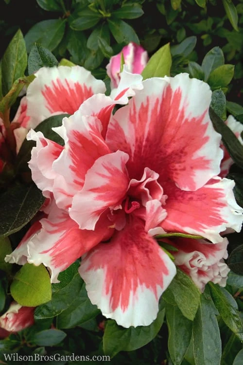 Mardi Gras Southern Indica Azalea - 6 Pack of 1 Gallon Pots Mardi Gras Southern Indica Azalea - 6 Pack Of 1 Gallon Pots -Garden Plants shop Azalea Mardi Gras 1