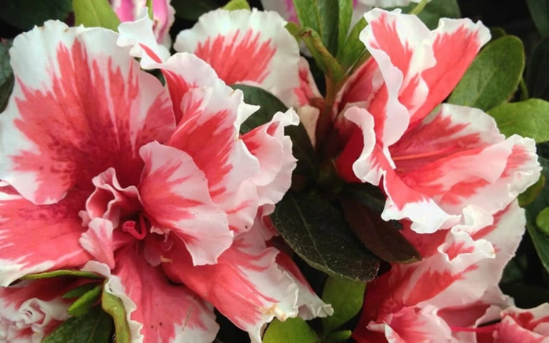 Mardi Gras Southern Indica Azalea - 6 Pack of 1 Gallon Pots Mardi Gras Southern Indica Azalea - 6 Pack Of 1 Gallon Pots -Garden Plants shop Azalea Mardi Gras 2