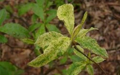 Dons Variegated Native Azalea - Rhododendron - 1 Gallon Pot -Garden Plants shop Azalea Native Dons Variegated 3