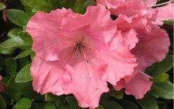 Gumpo Pink Dwarf Azalea - 1 Gallon Pot 3 Gumpo Pink Dwarf Azalea - 1 Gallon Pot -Garden Plants shop Azalea Pink Gumpo