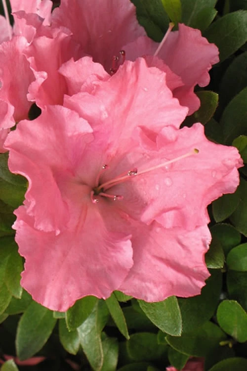 Gumpo Pink Dwarf Azalea - 1 Gallon Pot Gumpo Pink Dwarf Azalea - 1 Gallon Pot -Garden Plants shop Azalea Pink Gumpo 500x750 1