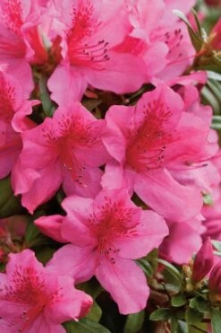 Pride Of Mobile Azalea - 1 Gallon Pot -Garden Plants shop Azalea Pride Of Mobile 500x750 1