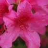 Pride Of Mobile Azalea - 1 Gallon Pot