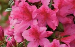 Pride Of Mobile Azalea - 1 Gallon Pot -Garden Plants shop Azalea Pride of Mobile 15