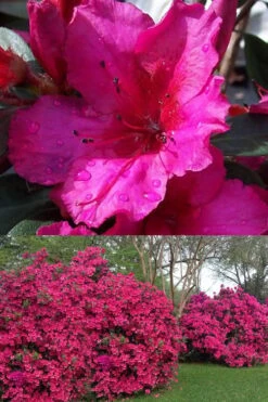 Red Formosa Azalea - 3 Gallon Pot -Garden Plants shop Azalea Red Formosa 1 500x750 1