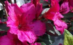Red Formosa Azalea - 3 Gallon Pot -Garden Plants shop Azalea Red Formosa