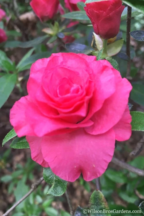 Rosebud Azalea - 6 Pack of 1 Gallon Pots Rosebud Azalea - 6 Pack Of 1 Gallon Pots -Garden Plants shop Azalea Rosebud 3 3