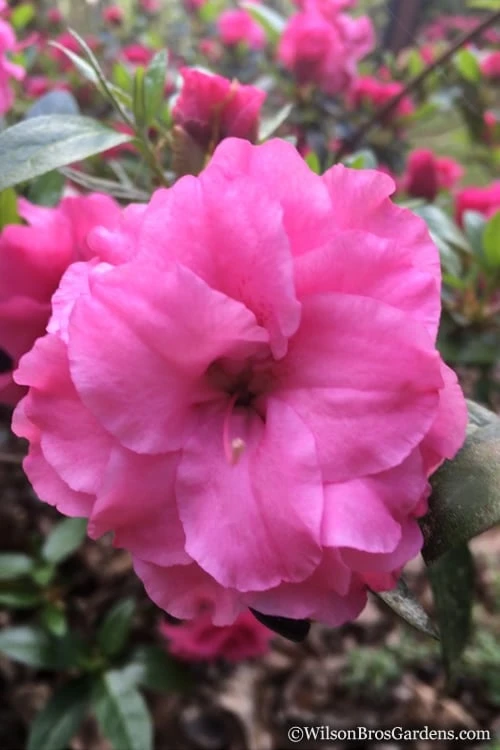 Rosebud Azalea - 3 Gallon Pot Rosebud Azalea - 3 Gallon Pot -Garden Plants shop Azalea Rosebud 7 1