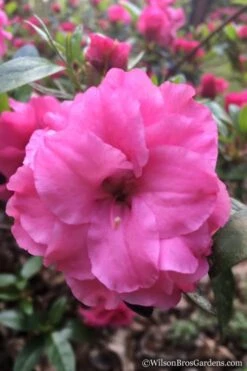 Rosebud Azalea - 1 Gallon Pot -Garden Plants shop Azalea Rosebud 7