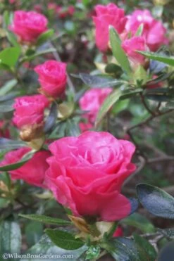 Rosebud Azalea - 1 Gallon Pot -Garden Plants shop Azalea Rosebud 8