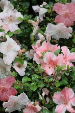 Sir Robert Dwarf Azalea - 1 Gallon Pot -Garden Plants shop Azalea Sir Robert 12 1