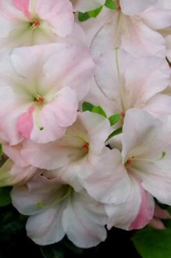 Sir Robert Dwarf Azalea - 1 Gallon Pot -Garden Plants shop Azalea Sir Robert 20 1