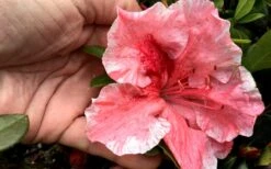 Tama No Hada Azalea - 1 Gallon Pot -Garden Plants shop Azalea Tama No Hada Closeup 1