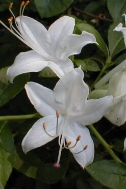 Texas Azalea (Rhododendron Oblongifolium) - 1 Gallon Pot -Garden Plants shop Azalea Texas Rhododendron Oblongfolium 1