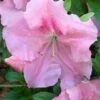 Watchet Dwarf Pink Azalea - 1 Gallon Pot