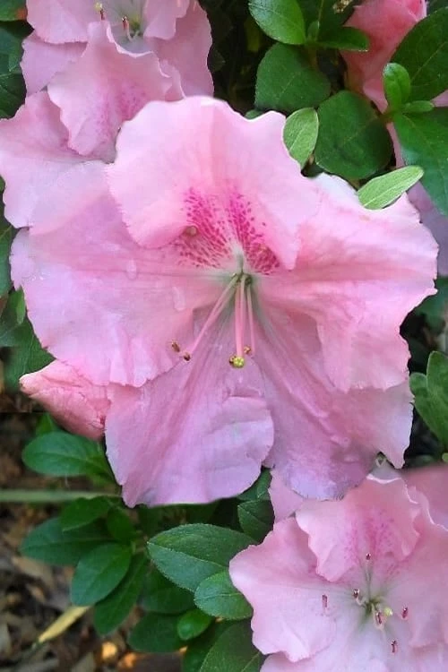 Watchet Dwarf Pink Azalea - 1 Gallon Pot Watchet Dwarf Pink Azalea - 1 Gallon Pot -Garden Plants shop Azalea Watchet 2