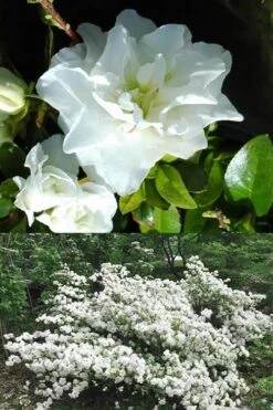 White Rosebud Azalea - 6 Pack Of 1 Gallon Pots -Garden Plants shop Azalea White Rosebud 5 1