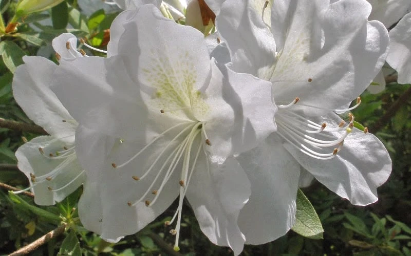 Mrs. G.G. Gerbing White Southern Indica Azalea - 1 Gallon Pot Mrs. G.G. Gerbing White Southern Indica Azalea - 1 Gallon Pot -Garden Plants shop Azlea GG Gerbing Flower 1