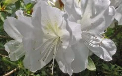 Mrs. G.G. Gerbing White Southern Indica Azalea - 3 Gallon Pot -Garden Plants shop Azlea GG Gerbing Flower