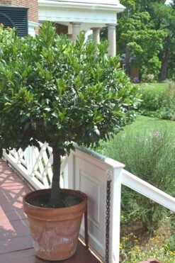 Bay Laurel (Sweet Bay) - Laurus Nobilis - 3 Gallon Pot -Garden Plants shop Bay Laurel 10