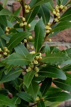 Bay Laurel (Sweet Bay) - Laurus Nobilis - 2 Gallon Pot -Garden Plants shop Bay Laurel 2 1