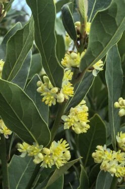Bay Laurel (Sweet Bay) - Laurus Nobilis - 3 Gallon Pot -Garden Plants shop Bay Laurel 3