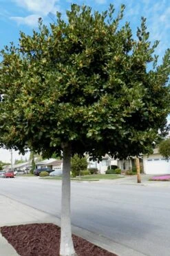 Bay Laurel (Sweet Bay) - Laurus Nobilis - 2 Gallon Pot -Garden Plants shop Bay Laurel 5 1