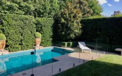 Bay Laurel (Sweet Bay) - Laurus Nobilis - 2 Gallon Pot -Garden Plants shop Bay Laurel 7 1