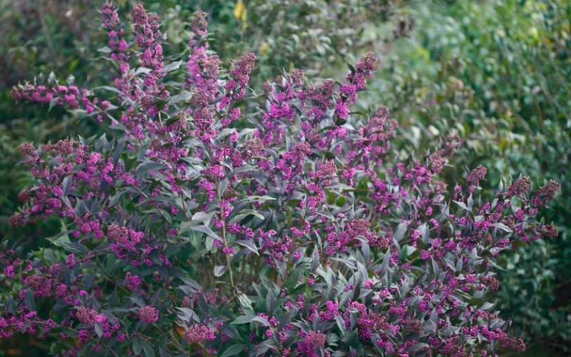 Pearl Glam Beautyberry - Callicarpa - 2 Gallon Pot Pearl Glam Beautyberry - Callicarpa - 2 Gallon Pot -Garden Plants shop Beautyberry Pearl Glam 2
