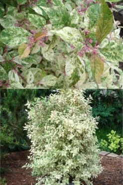 Wine Spritzer Variegated Beautyberry - Callicarpa Dichotoma 'Shiji Murasaki' - 3 Gallon Pot -Garden Plants shop Beautyberry Wine Spritzer 2 500x750 1
