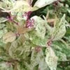 Wine Spritzer Variegated Beautyberry - Callicarpa Dichotoma 'Shiji Murasaki' - 3 Gallon Pot