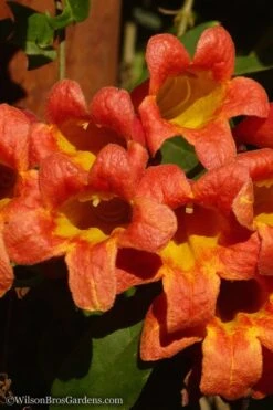 Tangerine Beauty Crossvine Bignonia - 6 Pack Of 1 Gallon Pots -Garden Plants shop Bignonia Tangerine Beauty 20
