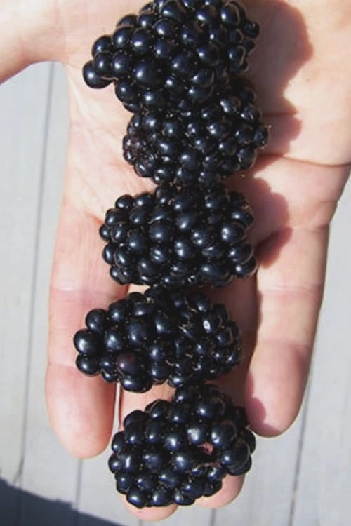 Apache Thornless Blackberry - 6 Pack of 1 Gallon Pots Apache Thornless Blackberry - 6 Pack Of 1 Gallon Pots -Garden Plants shop Blackberry Apache In hand 500x750 3